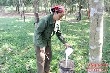 Ổn định diện tích cao su tiểu điền ở Nghệ An khi giá mủ 'đóng băng'
